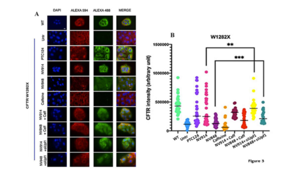 Combining Translation Readthrough Inducing Drugs and Nonsense Mediated Decay Pathway Inhibition to Rescue of CFTRW1282X in Cystic Fibrosis Cell Model System