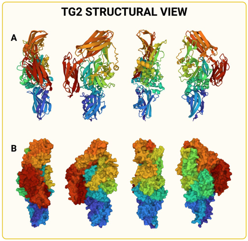 The Role of Transglutaminase 2 in Cancer: An Update