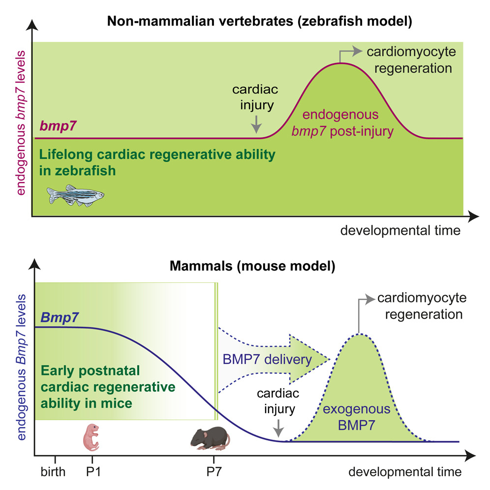 BMP7 promotes cardiomyocyte regeneration