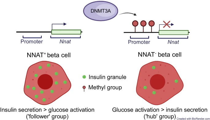 Differential CpG methylation at Nnat in the early establishment of beta cell heterogeneity