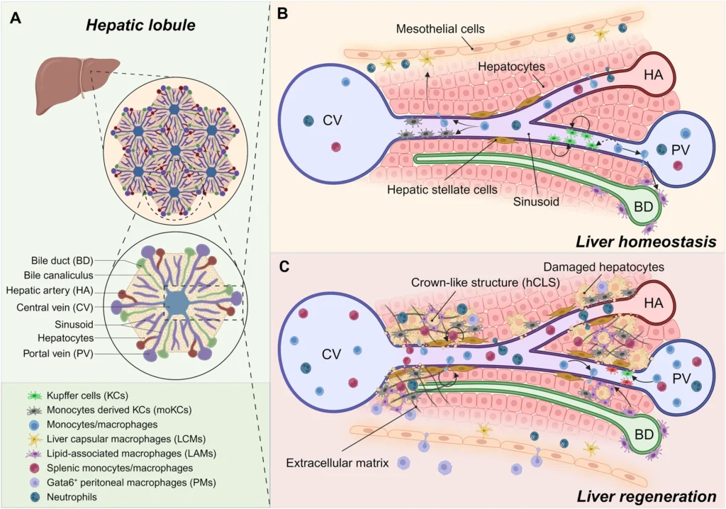 Harnessing metabolism of hepatic macrophages to aid liver regeneration