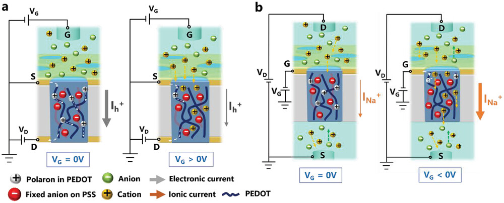 Organic Mixed Ionic Electronic Conductor Nanochannels for Vertical Electrochemical and Ionic Transistors