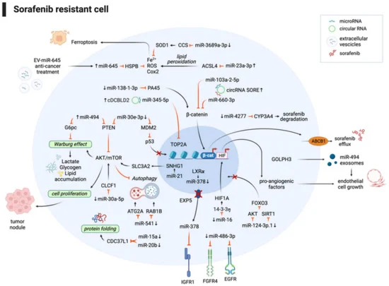 Noncoding RNAs in Hepatocellular Carcinoma: Potential Applications in Combined Therapeutic Strategies and Promising Candidates of Treatment Response