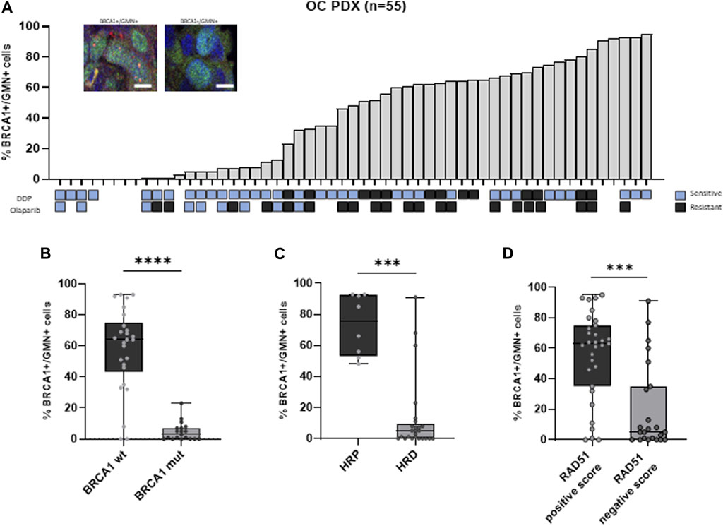 BRCA1 foci test as a predictive biomarker of olaparib response in ovarian cancer patient-derived xenograft models