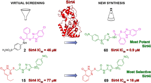 Specific Inhibitors of Mitochondrial Deacylase Sirtuin 4 Endowed with Cellular Activity